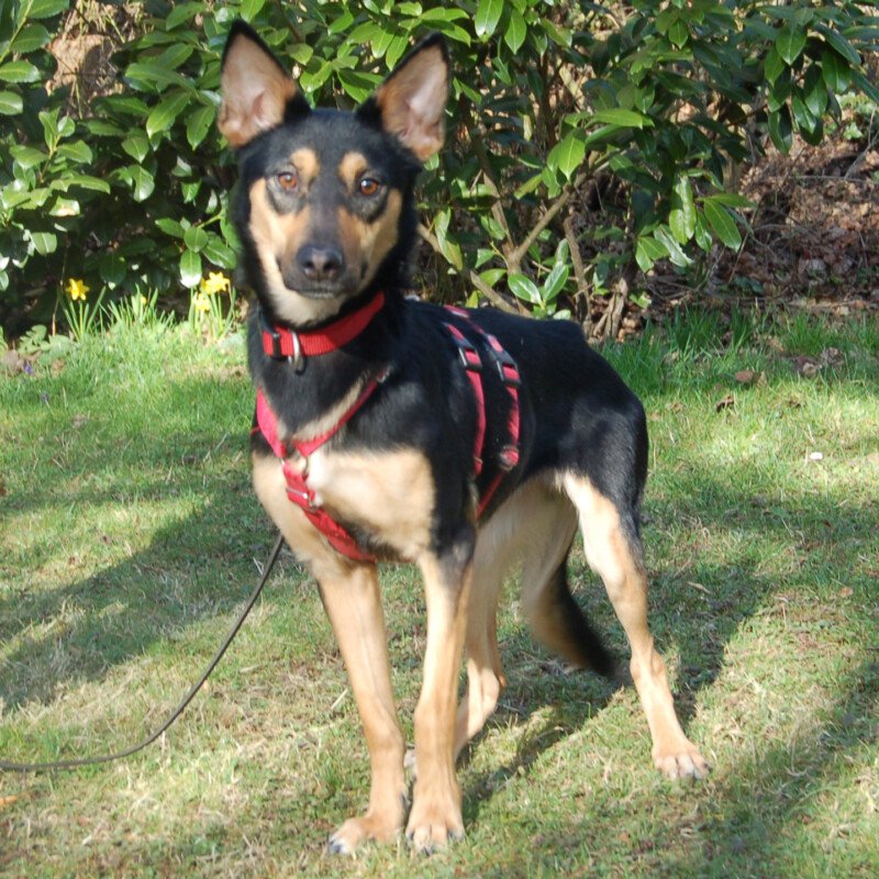 BLULINE - weiblich  2 Jahre  49 cm  13 kg  Mix  Gechipt  Kastriert - Hunde - Lauf an der Pegnitz