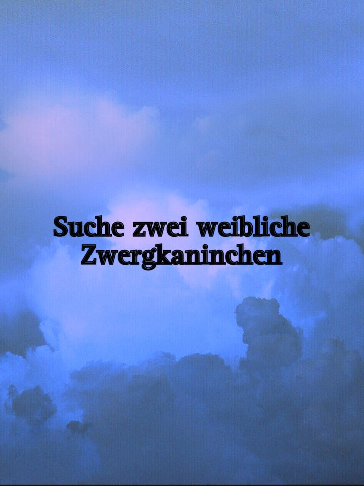 Suche zwei weibliche Zwergkaninchen - Nagetiere - Wehr
