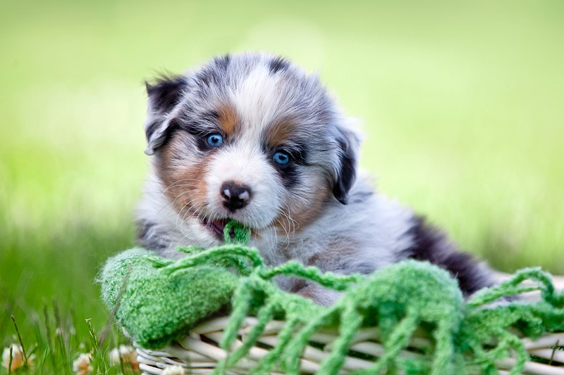 Grateful-Ranch Australian Shepherd  Wurfankündigung - Hunde - Bocholt