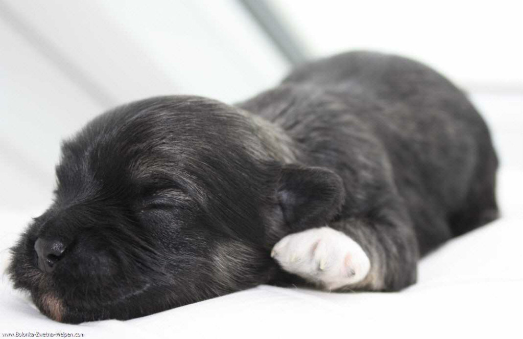 Wunderschöne Bolonka Zwetna Welpen  bunte Schoßhündchen - Hunde - Eschwege