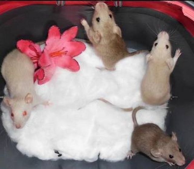 Süße Ratten Weibchen Welpen - Ratten - Bottrop