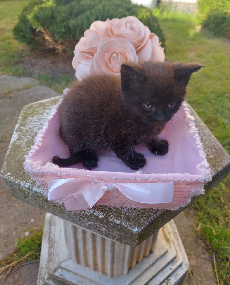 Maine Coon Mix Kitten - Katzen - Jahnatal OT Ottewig