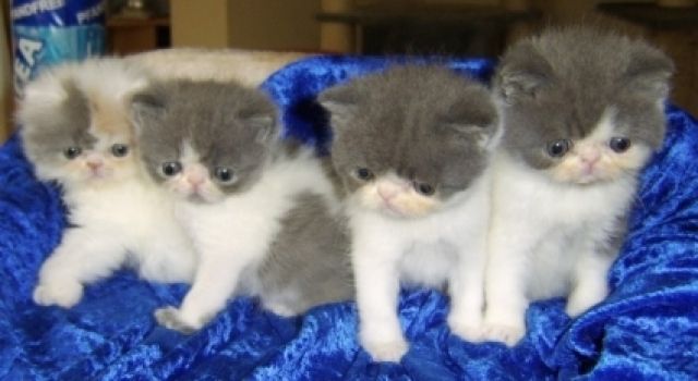 Knuddelige Perser- und Exotickitten - Katzen - Salzgitter