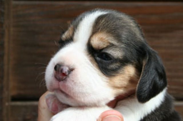 Hübsche Beaglewelpen aus seriöser Hobbyzucht - Hunde - Berkenbrück