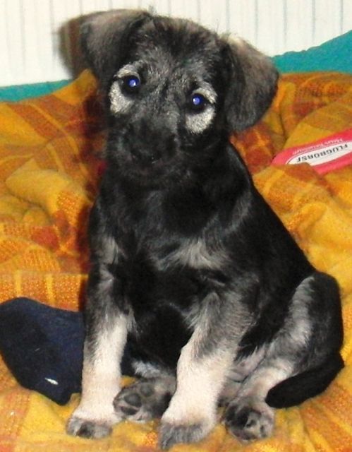 Terriermischlingswelpen - Hunde - Demmin