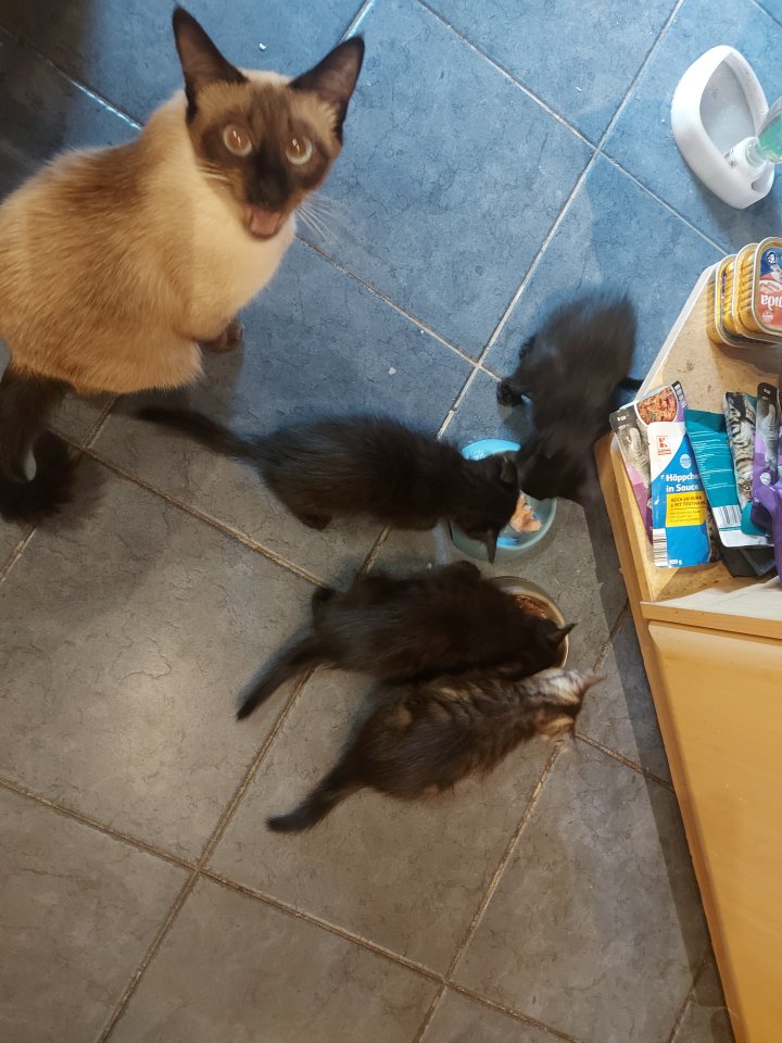 Siam Kitten Black Mixt - Katzen - Neunkirchen-Seelscheid