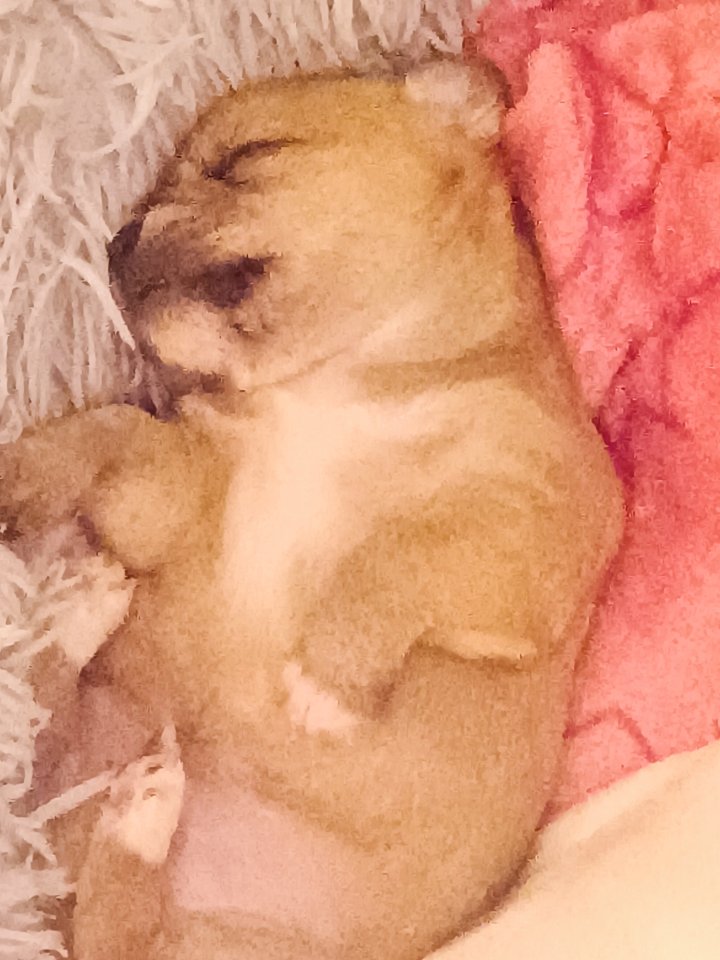 Malteser Mischling Welpen - Hunde - Rödermark