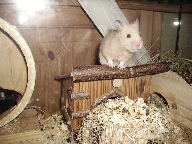 Süsse Hamsterkinder... - Hamster - Tönning/Katingsiel