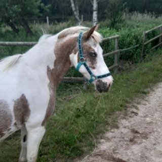 Reitbeteilligungen in der Nähe von Winsen Luhe - Pferde - Wulfsen