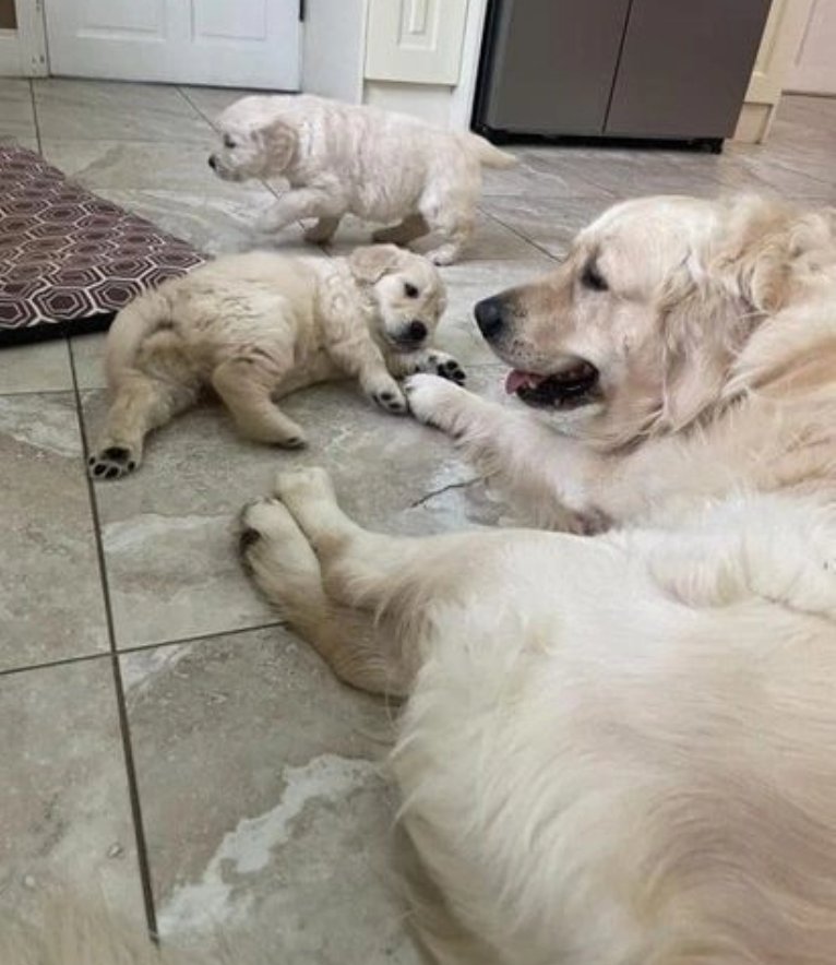 AKC registrierte Golden Retriever Welpen - Hunde - Osnabrück