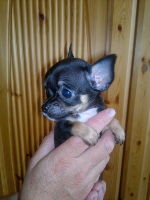 Chihuahuawelpen - Hunde - lambach OÖ