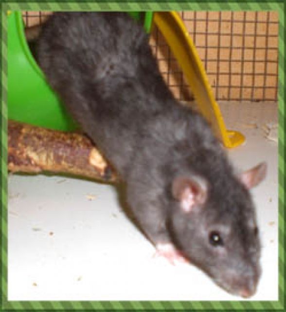 Rattenwelpen suchen neuen Dropsgeber - Ratten - Unterbreizbach