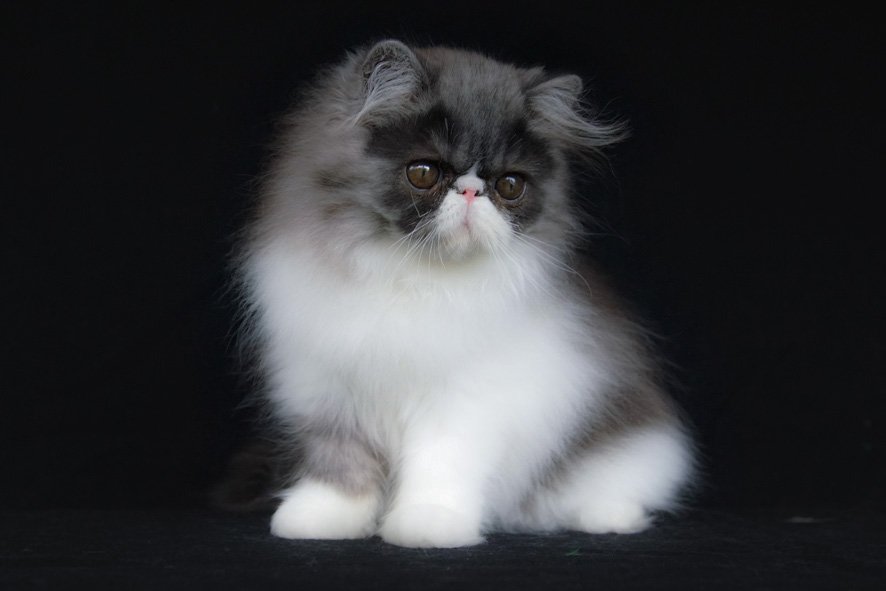 Perserkätzin black-smoke bicolor - Katzen - Würzburg