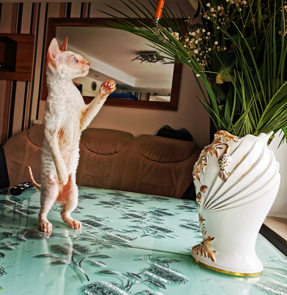 Wunderschönen Cornish Rex Lockenkatzen - Katzen - Köln