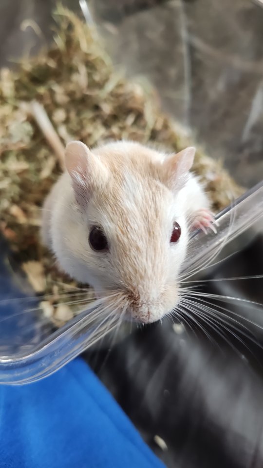 Mongolische Wüstenrennmaus - Nagetiere - Engelskirchen