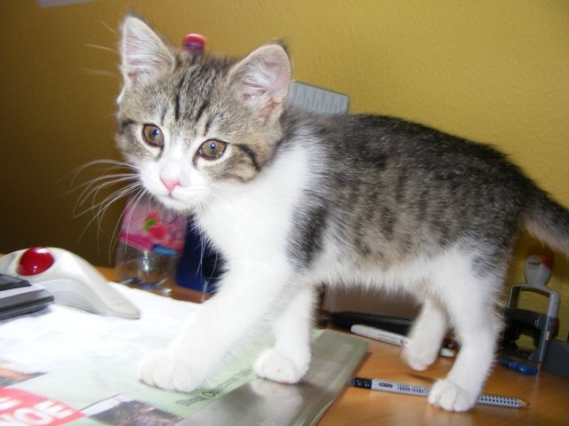 Süße Perser-Mischling Kätzchen - Katzen - Biere