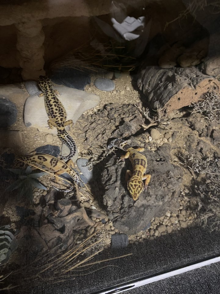 Leopardgecko Weibchen zu verkaufen - Reptilien - Köln
