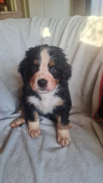 Berner Sennen Welpen - Hunde - Am Ettersberg