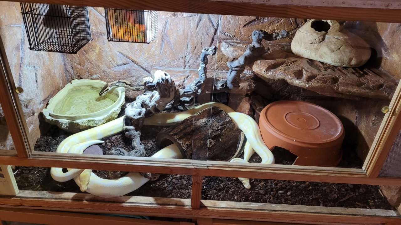 3 Pythons und vollständig eingerichtetes Terrarium - Reptilien - Gross Niendorf
