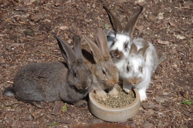 Geimpfte Stallkaninchenbabies abzugeben - Hasen Kaninchen - Recklinghausen