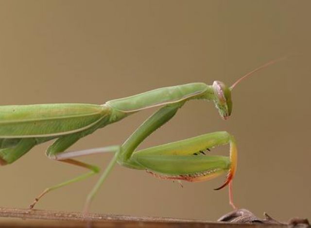 Suche min. 2 hierodula membranacea - Insekten - maintal