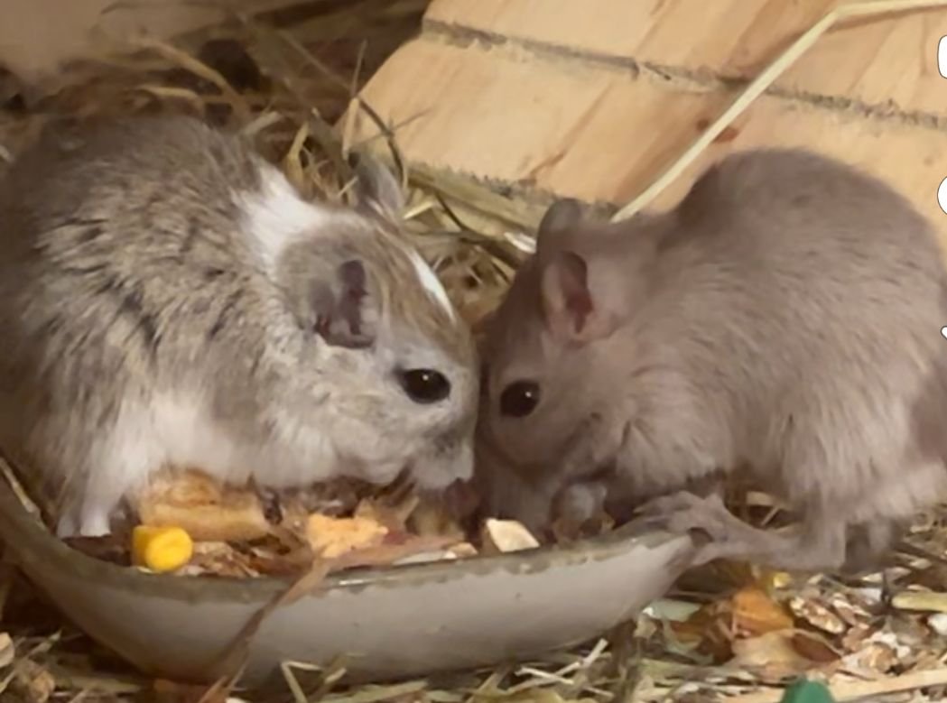2 Wüstenrennmäuse mit Käfig - Nagetiere - Lautertal