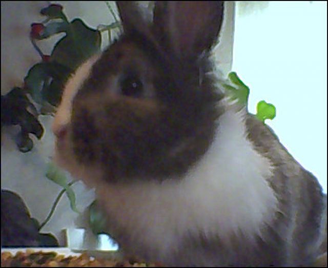 Kaninchen & käfig zu verkaufn - Hasen Kaninchen - maxhütte