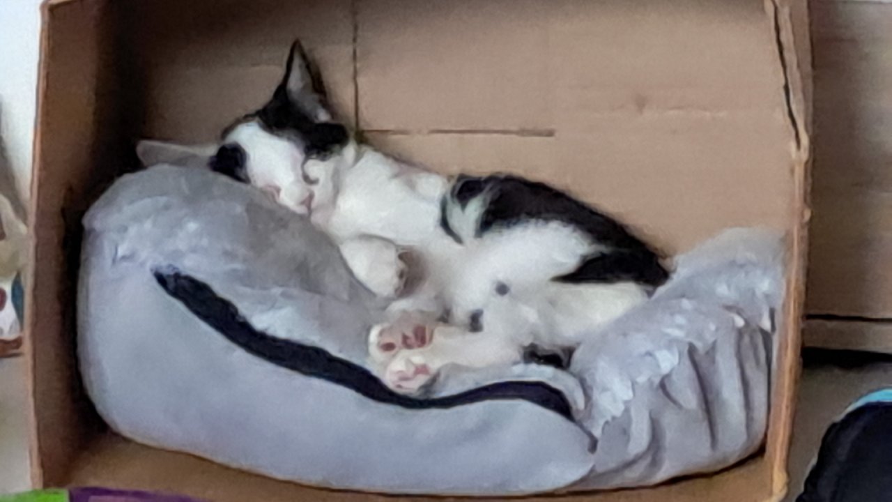 Katerchen Felix sucht Dringend - Katzen - Himmelpforten