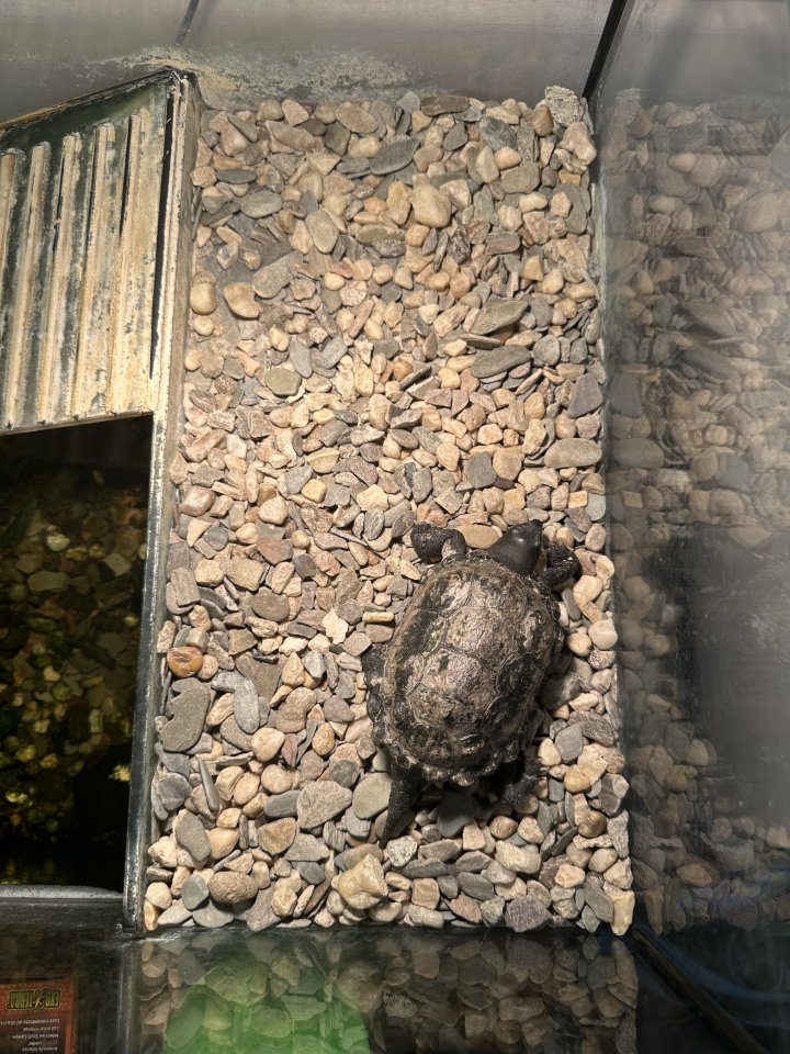 Dreikielschildkröte mit Terrarium und Zubehör - Reptilien - Zossen