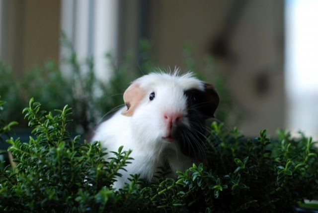 Eng Crested Bock schoko weiss ( gold )  - Meerschweinchen - Lörrach