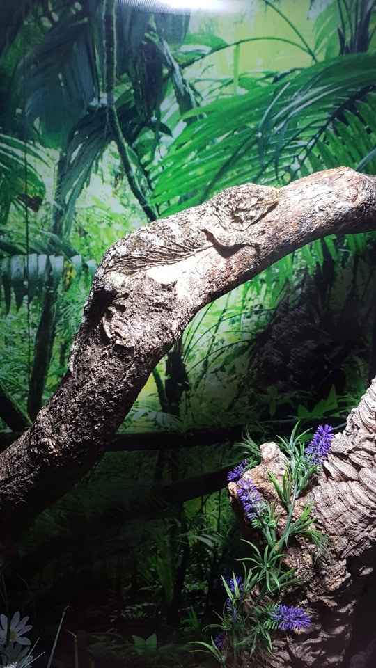 Neukaledonischer Riesengecko - Reptilien - Schongau