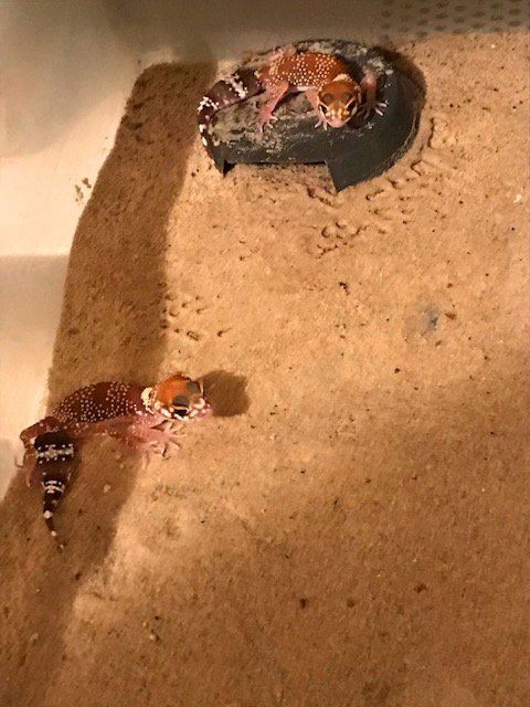 Australischer Dickschwanzgecko/Bellende Geckos/ Underwoodisaurus millii abzugebe - Reptilien - Potsdam