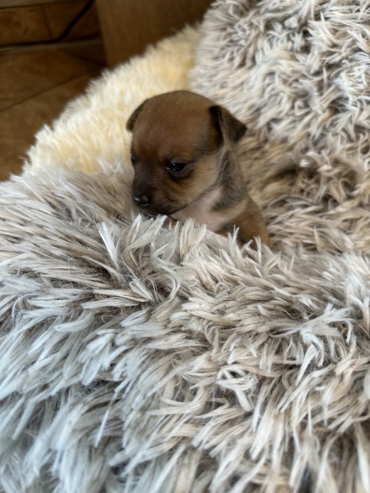 Chihuahua-Zwergpinscher Mischlings Welpen - Hunde - Bestwig