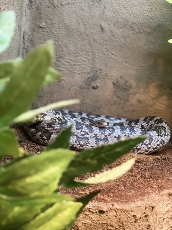 Verkaufe Kornnatter + Terrarium falls benötigt - Reptilien - Rheine