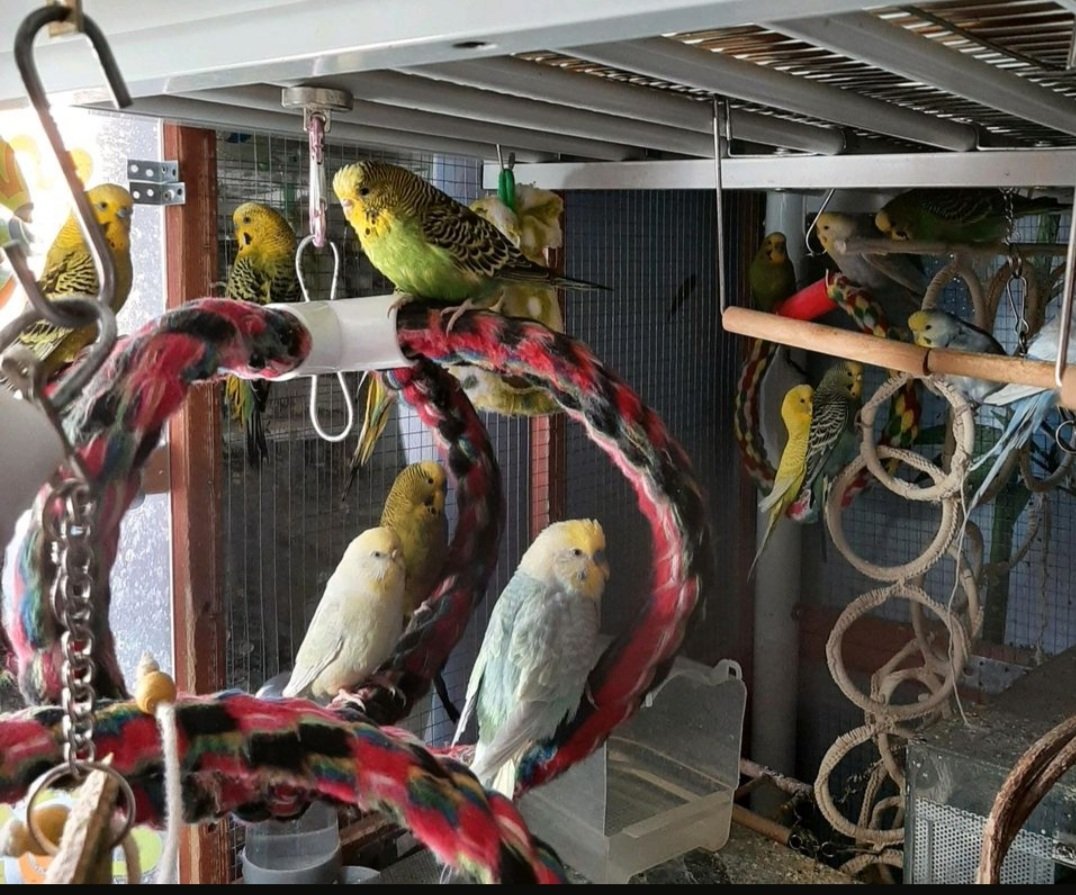 Wellensittiche 14 Stück - Voegel - Esslingen