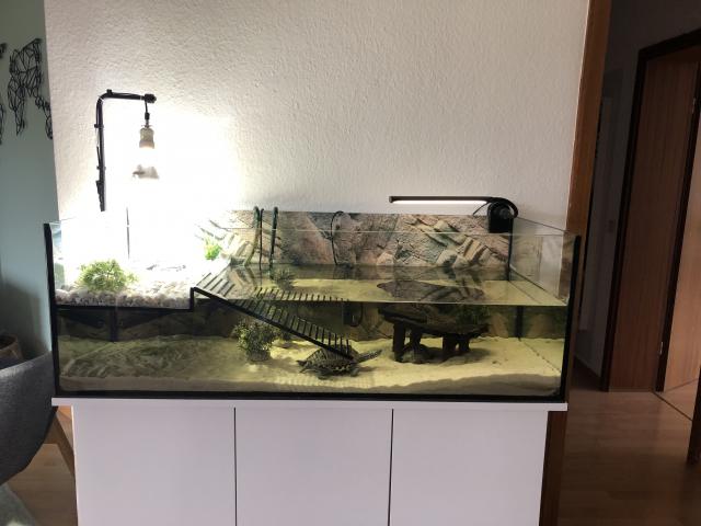 Schildkröten Aquarium komplettset +2 Schildkröten  - Aquarien und Zubehoer - Langenhagen 