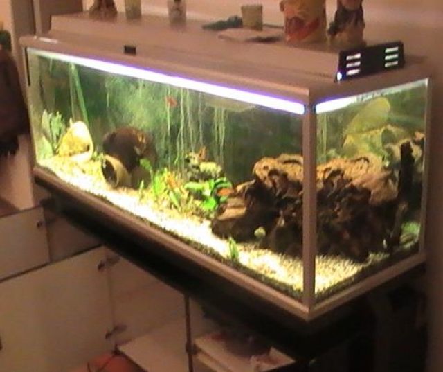 Verkaufe komplettes 300l Becken an Selbstabholer - Aquarien und Zubehoer - münster