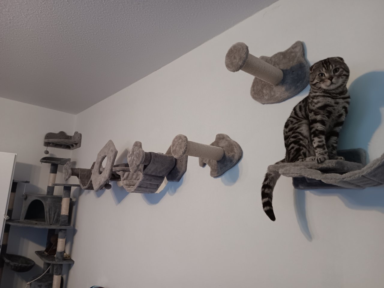 Rarität sucht Endplatz - Katzen - Essen