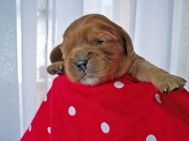 Cavalier King Charles Spaniel - Hunde - Fichtenau
