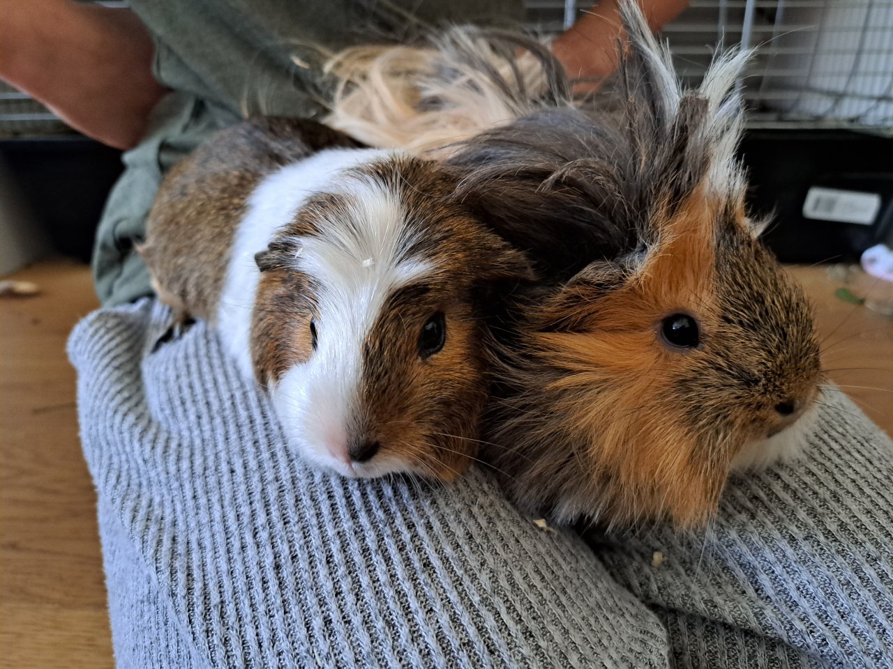 Meerschweinchen Komplettset, 2 Meerschweinchen +Käfig+Transportbox etc - Nagetiere - Maria Enzersdorf