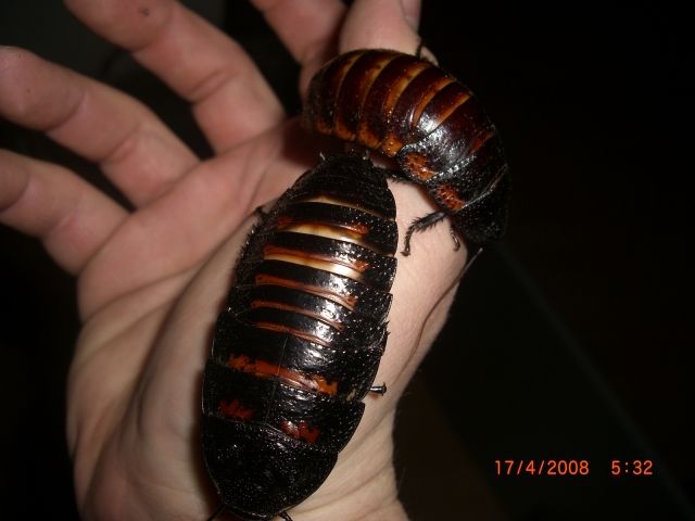 Madagaskar Riesen Fauchscharben - Insekten - Düsseldorf