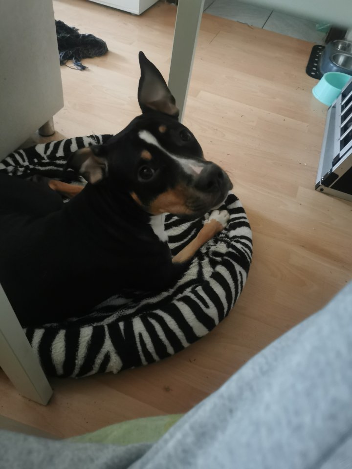 Notfellchen cookie sucht ihre Menschen - Hunde - Wolfenbüttel