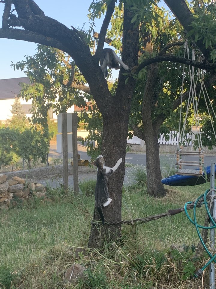 Kitten sofort auszugsbereit - Katzen - Kallstadt