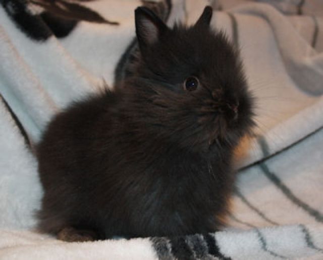 Teddybabys suchen.. - Hasen Kaninchen - Schwarzenbach
