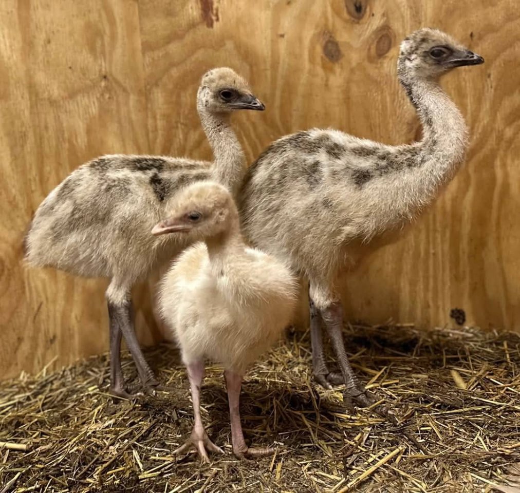 Dromaius novaehollandiae (Emu) - Voegel - Saarbrücken