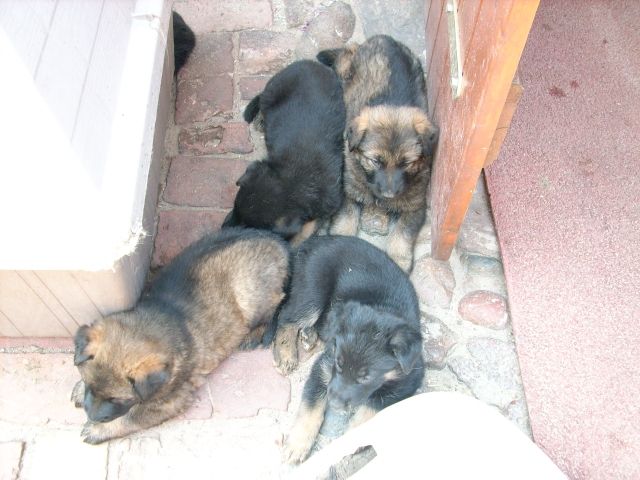 Hunde Kleinanzeigen Hunde Annoncen Hunde Inserate Hunde