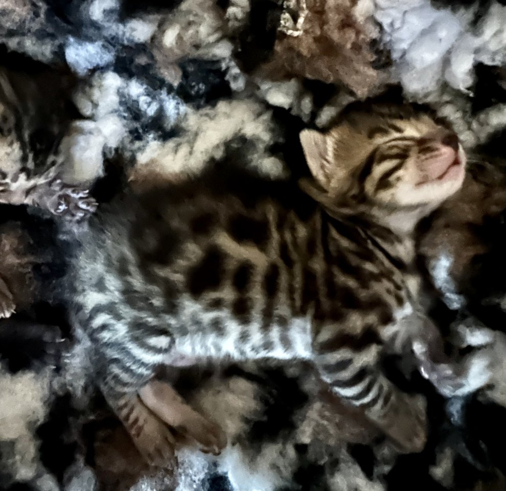 Bengalen aus liebevoller Zucht mit TICA-Stammbaum melanistic und brown spotted - Katzen - Lüdenscheid