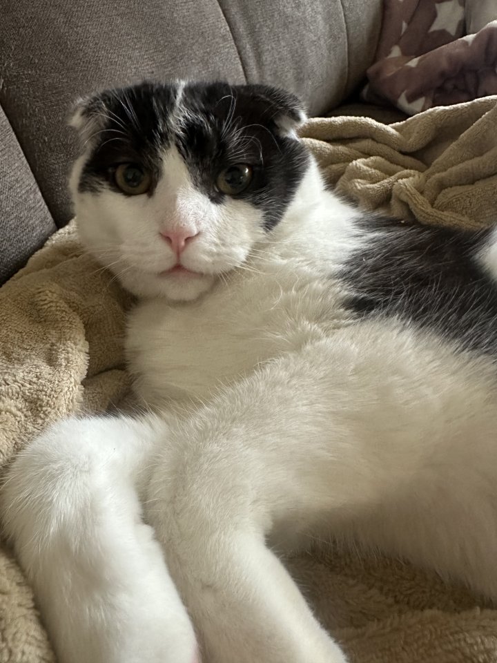Kater schmerzlich abzugeben - Katzen - Rinteln