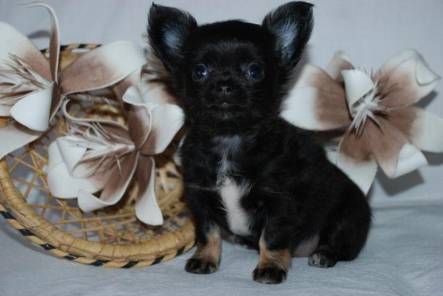 Chihuahua Welpen - Hunde - Bremen