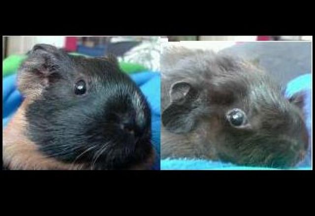 Meerschweinchen abzugeben - Meerschweinchen - Barßel